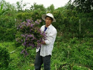 Củ tỏi linh sam 86 15k