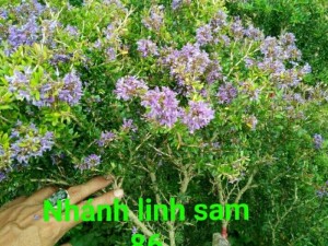 Củ tỏi linh sam 86 15k