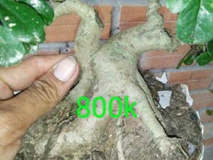 Cây bùm sụm mini