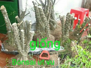 Cây giống chiếu thủy lá trung nu da đen
