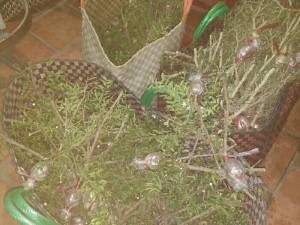 Cây giống chiếu thủy lá trung nu da đen