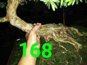 Linh sam số 448,số168,trắng 2màu giống
