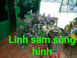 Linh sam số 448,số168,trắng 2màu giống