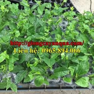 Giống chanh dây, chanh leo Đài Loan, chanh leo tím, chanh dây nhập khẩu