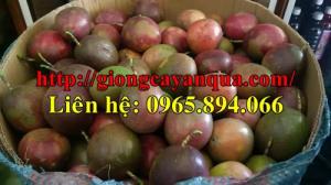 Giống chanh dây, chanh leo Đài Loan, chanh leo tím, chanh dây nhập khẩu