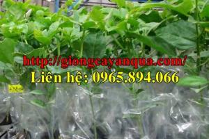 Cung cấp giống chanh leo Đài Loan, cây chanh dây tím, cây chanh leo nhập khẩu
