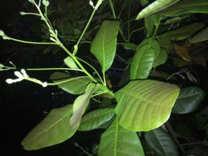 Bán 1ha Điều tại 5 đô tân phước