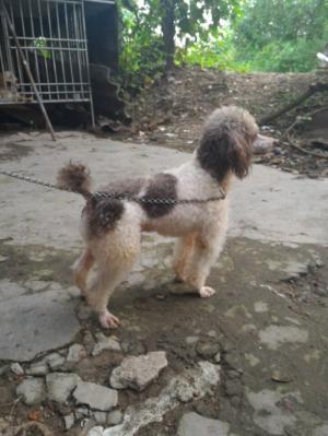 Nhận phối giống chó Poodle các mầu
