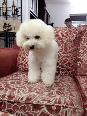 Nhận phối giống chó Poodle các mầu