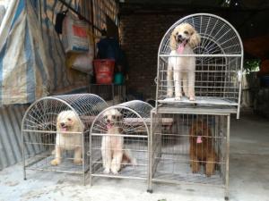 Nhận phối giống chó Poodle các mầu