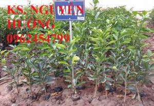 Bán giống cây cam sớm, cam c36, giống cam c36