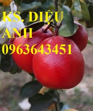 Địa chỉ uy tín cung cấp cây giống bưởi đỏ luận văn, bưởi tiến vua chuẩn, #Bưởi_đỏ_tiến_vua