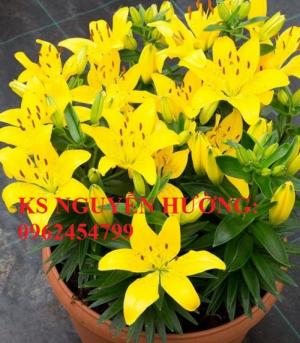 Cung cấp củ giống hoa ly lùn trồng tết - cách chăm sóc củ hoa ly