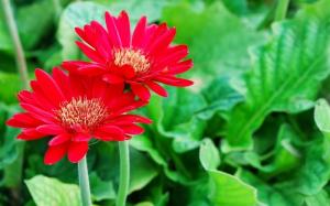 Chậu Hoa Đồng tiền chơi tết