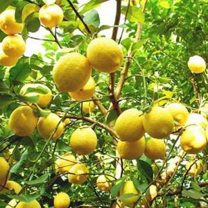 Giống Cây Chanh EUREKA, chanh vàng, chanh vàng mỹ, cây giống nhập khẩu