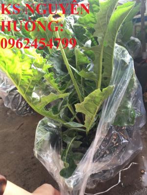Bán giống hoa đồng tiền trồng Tết