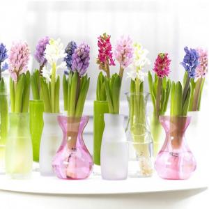 Giống hoa tiên ông chơi tết