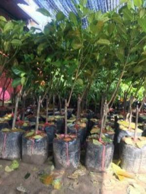 Giống cây cam choai, bưởi choai, cây giống F1, sạch bệnh, số lượng lớn, giao hàng toàn quốc