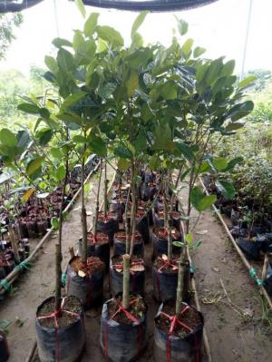 Giống cây cam choai, bưởi choai, cây giống F1, sạch bệnh, số lượng lớn, giao hàng toàn quốc