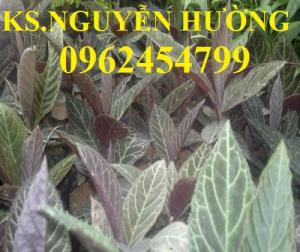 Địa chỉ bán giống cây dược liệu, cây khôi nhung, lá khôi nhung chữa bệnh