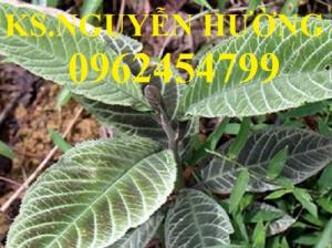 Địa chỉ bán giống cây dược liệu, cây khôi nhung, lá khôi nhung chữa bệnh