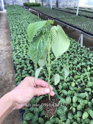 Cây giống chanh leo ngọt Colombia