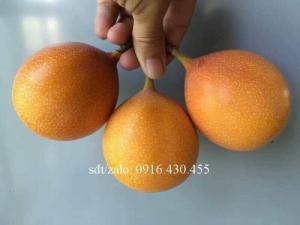 Cây giống chanh leo ngọt Colombia