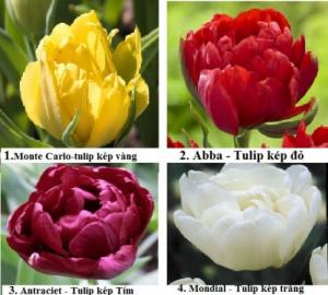 các loại tulip kép