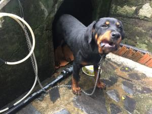 Bán chó Rottweiler 5 tháng tuổi nặng 30kg ăn uống tốt.! Dáng mặt đẹp, hiền.