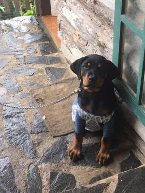 Bán chó Rottweiler 5 tháng tuổi nặng 30kg ăn uống tốt.! Dáng mặt đẹp, hiền.