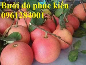 Bán giống cây bưởi da xanh, bưởi diễn, bưởi đỏ phúc kiến, cây bưởi, cây giống F1, chất lượng, uy tín