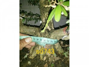 Linh sam số 743 và 744