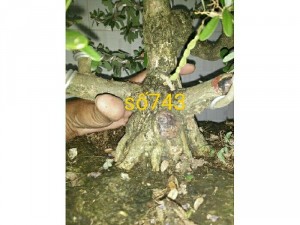 Linh sam số 743 và 744