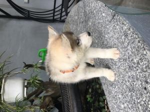 Husky 3 tháng tuổi