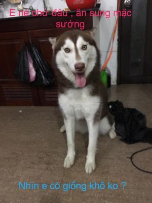 Husky 3 tháng tuổi
