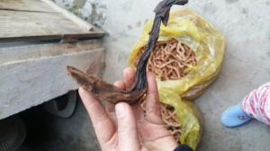 Ngọc cẩu khô, nụ to đẹp