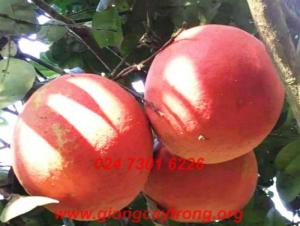 Chuyên cung cấp sỉ lẻ cây giống Bưởi Đỏ Luận Văn