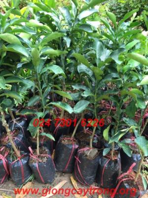 Chuyên cung cấp sỉ lẻ cây giống Bưởi Đỏ Luận Văn