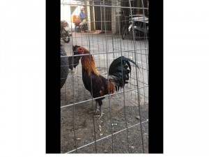 Tre mỹ 1,4kg 7,5th đặc gà