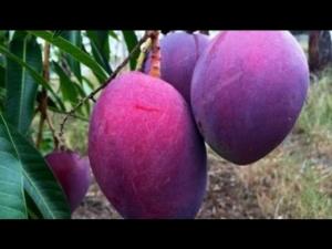 Cung cấp số lượng lớn giống cây ăn quả, giống xoài các loại, xoài tím, xoài úc