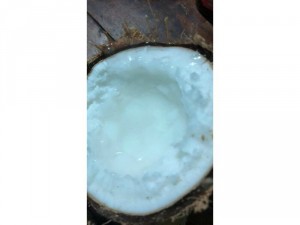 Dừa sáp