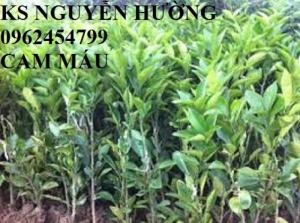 Bán giống cây cam cara ruột đỏ, cam máu hàng chuẩn giống f1 - hàng chuẩn giống f1