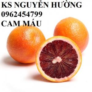 Bán giống cây cam cara ruột đỏ, cam máu hàng chuẩn giống f1 - hàng chuẩn giống f1