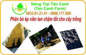 Phân bò xử lý hoai mục, sạch mầm bệnh ép viên