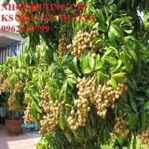 Bán giống cây nhãn miễn thiết, nhãn muộn Hà Tây, nhãn Hương Chi