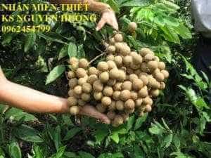 Bán giống cây nhãn miễn thiết, nhãn muộn Hà Tây, nhãn Hương Chi