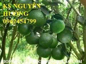 Bán giống cây cam sành, cam đường canh hàng chuẩn giống f1 - giao cây toàn quốc