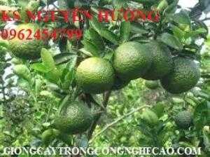 Bán giống cây cam sành, cam đường canh hàng chuẩn giống f1 - giao cây toàn quốc