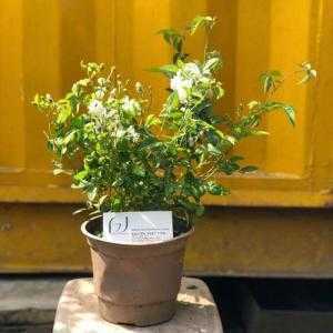 Ảnh mẫu cây hoa hồng bạch trà. Một chậu có 2-3 cây. Chụp 04/01/2018. Giá: 180.000/Cây