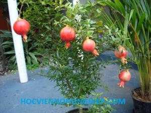 Cung cấp giống cây lựu lùn ấn độ